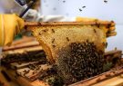 رتبه سوم فارس در تولید عسل درکشور/ فیروزآباد، کازرون و ممسنی شهرستانی‌های پیشتاز تولید عسل درفارس