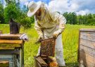 تولید سالانه ۸۰۰ تن عسل در شهرستان فسا