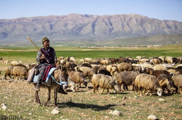 کوچ بهاری عشایرایل بزرگ قشقائی فارس از مناطق قشلاقی
