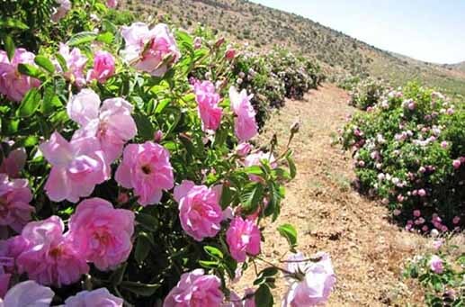 مدیر جهاد کشاورزی شهرستان کوار خبر داد، افزایش کشت گل محمدی در شهرستان کوار
