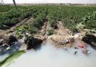 کشاورزی با فاضلاب درزمین های جنوب شرقی شیرازو کاسبی با آب کثیف رایگان