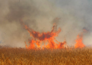 عامل آتش سوزی مزارع در کازرون دستگیر شد