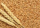 تولید پنج برابری گندم در استان فارس