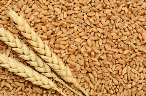 تولید پنج برابری گندم در استان فارس