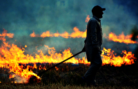 آتش زدن کاه و کلش در مزارع سنتی مخاطره انگیز و تهدیدی جدی