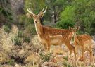 افزایش ۳۰ درصدی گوزن زرد ایرانی در جنگل ارسنجان