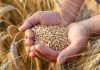 خرید تضمینی ۲۱ هزار تن گندم در فارس