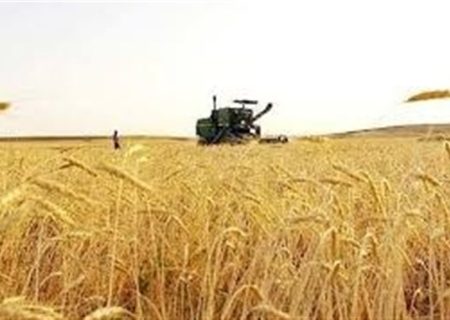 برداشت بیش از ۵۲۰ هزار تن گندم در استان فارس