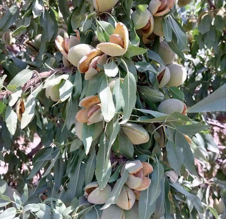 آغاز برداشت بادام از باغ‌هاي ني‌ريز