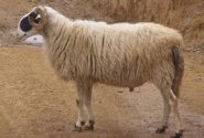 گوسفند «کبوده» شیراز در مسیر ثبت جهانی